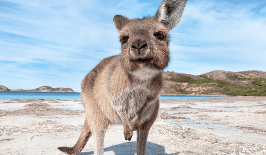 ✈🇦🇺 Australia: Guía de viaje + Botiquín
