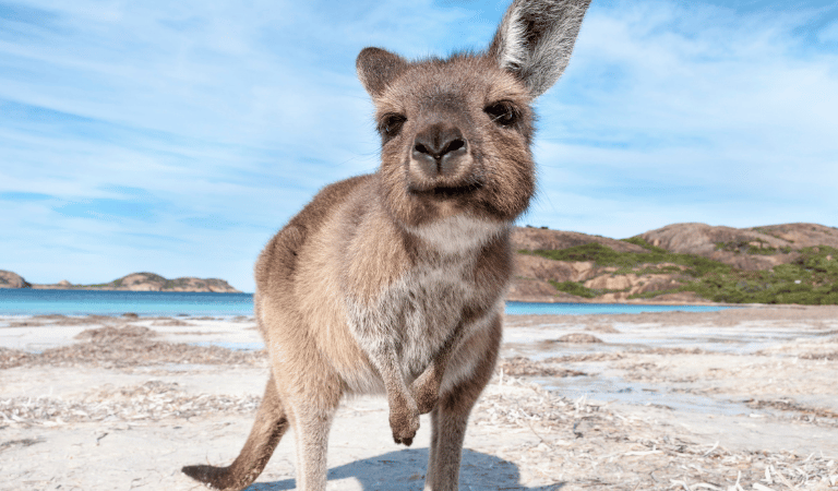✈🇦🇺 Australia: Guía de viaje + Botiquín